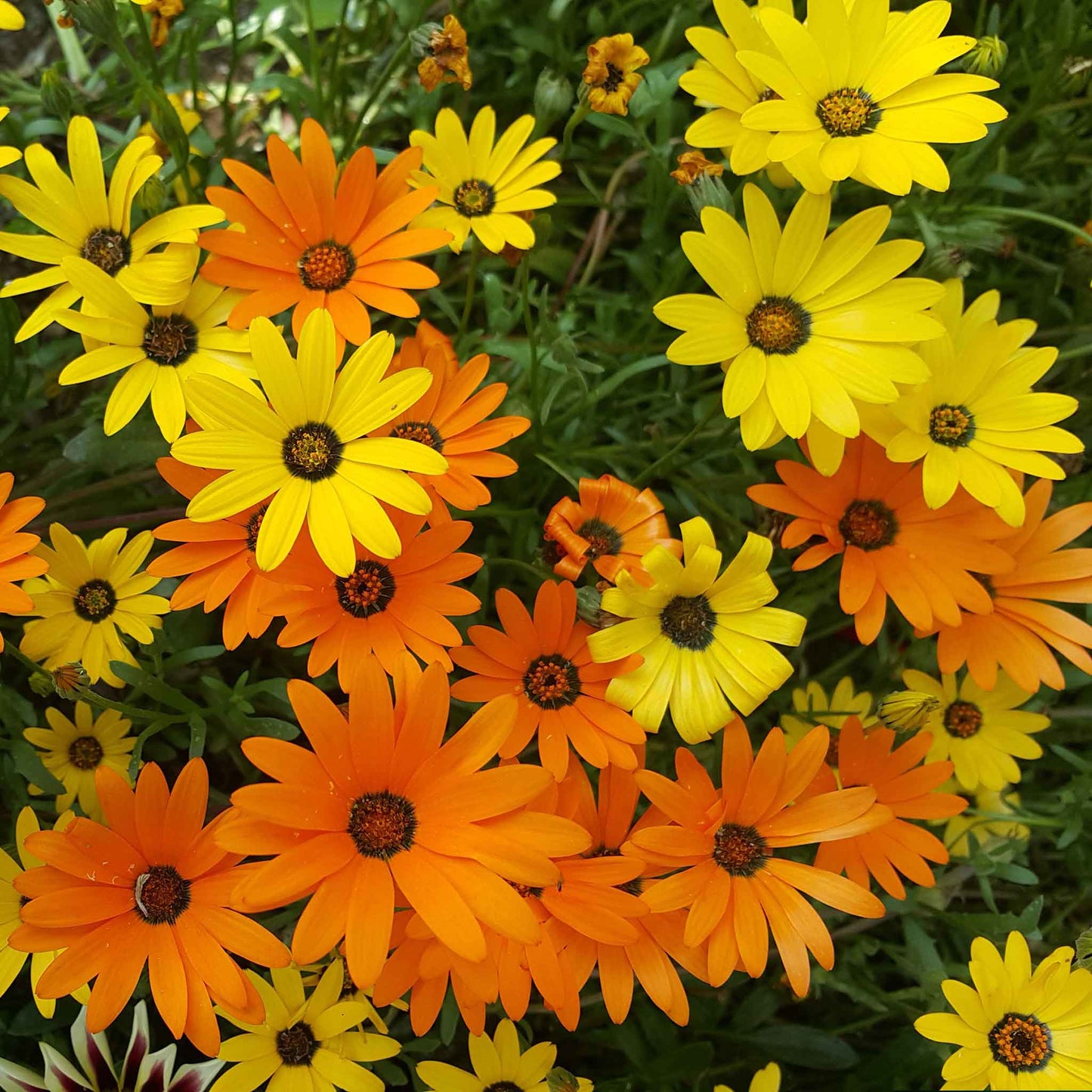 daisy african mix