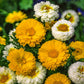 daisy garland mix | copyright: Floramedia UK Ltd