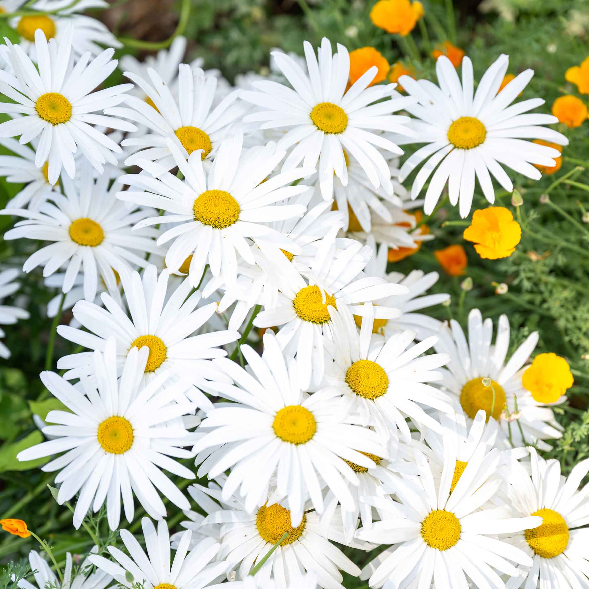 Daisy Seeds - Ox-Eye | Flower Seeds in Packets & Bulk | Eden Brothers