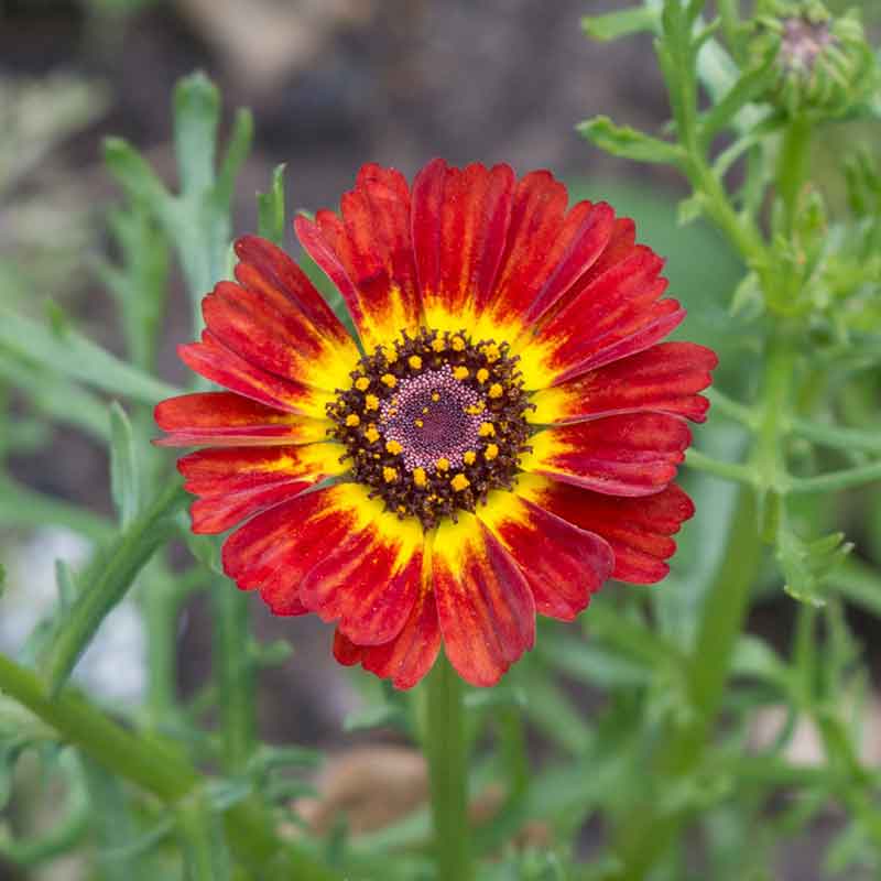 Sweet pea rust rainbow store bundle