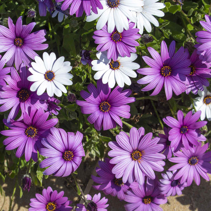 daisy african spider mix