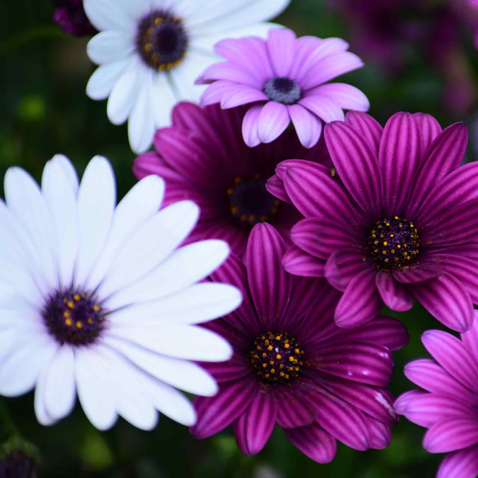 daisy african spider mix