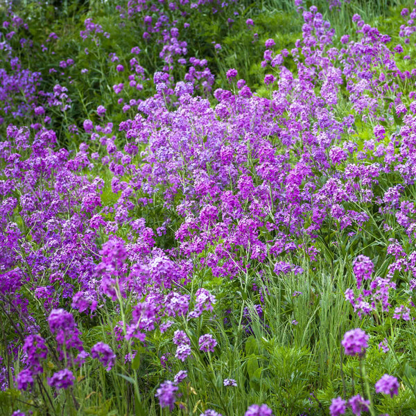 Dames Rocket Seeds - Violet | Flower Seeds in Packets & Bulk | Eden ...