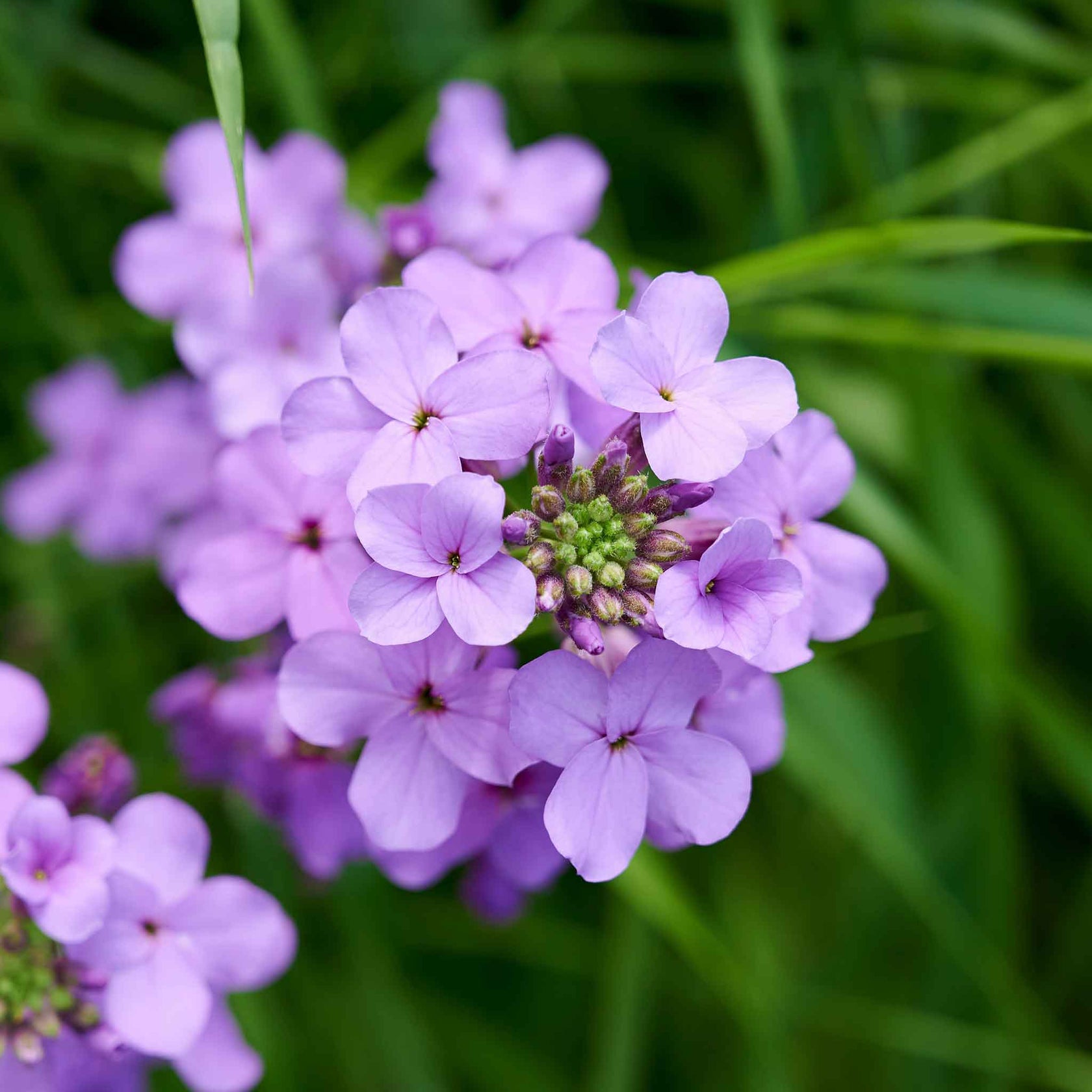 Dames Rocket Seeds - Violet | Flower Seeds in Packets & Bulk | Eden ...