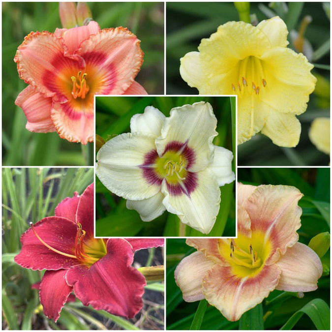 daylily fragrant rebloomer mix