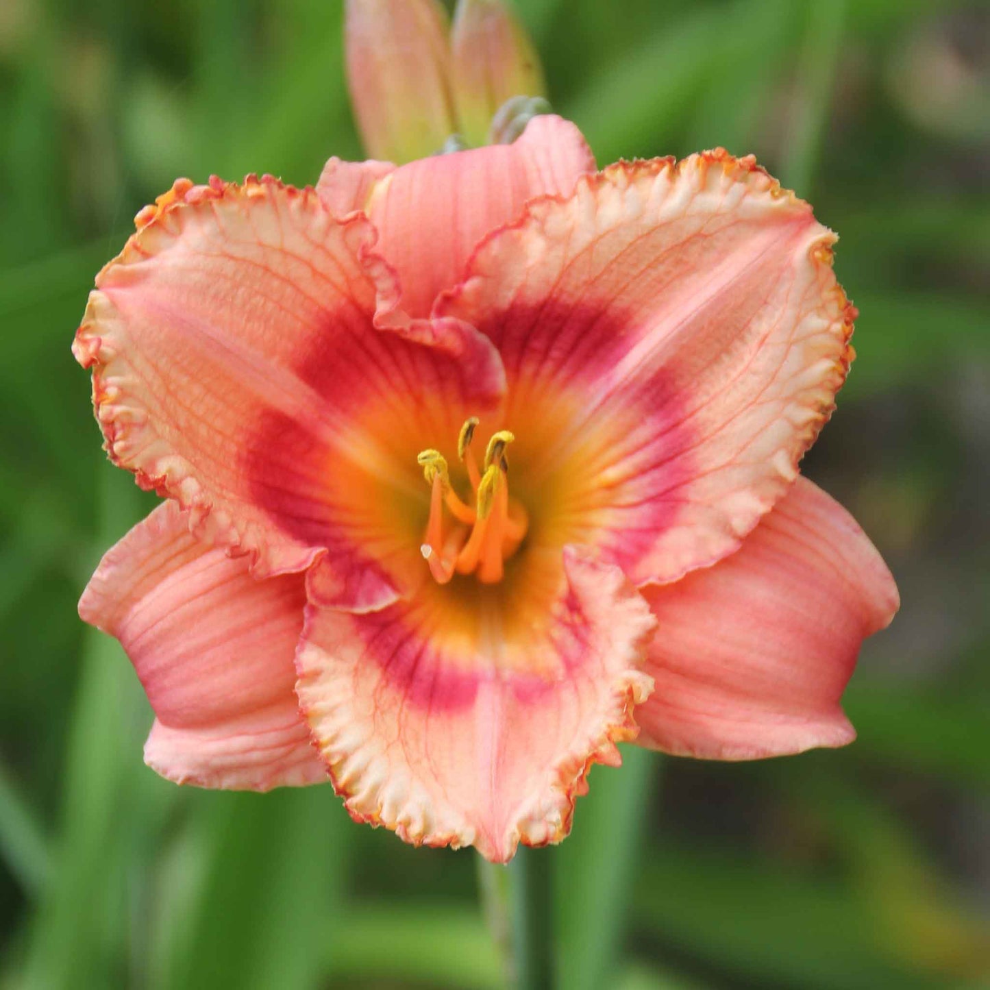 daylily fragrant rebloomer mix