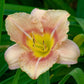 daylily fragrant rebloomer mix