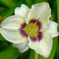 daylily fragrant rebloomer mix