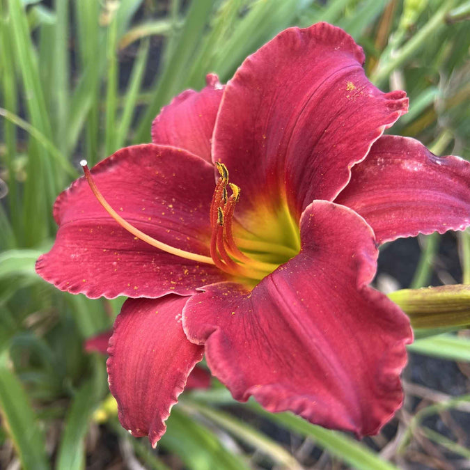 daylily fragrant rebloomer mix