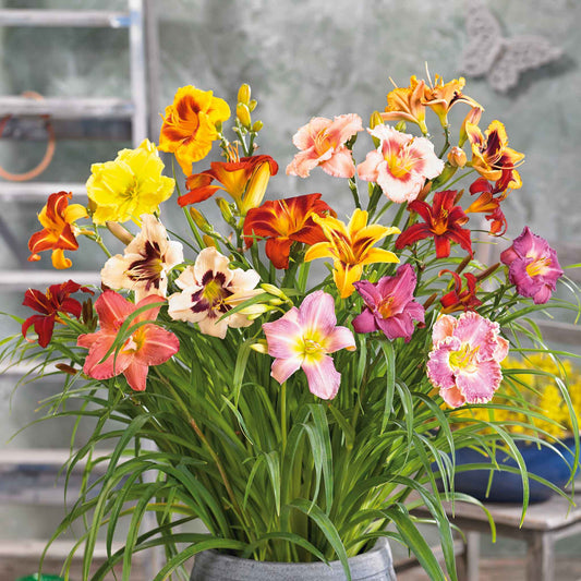 daylily happy mix