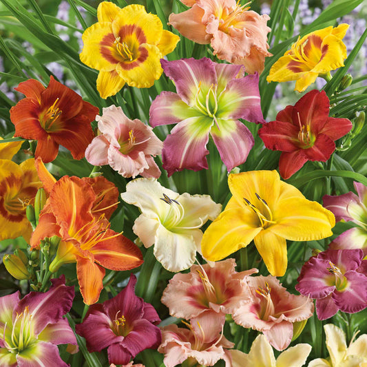 daylily mixed