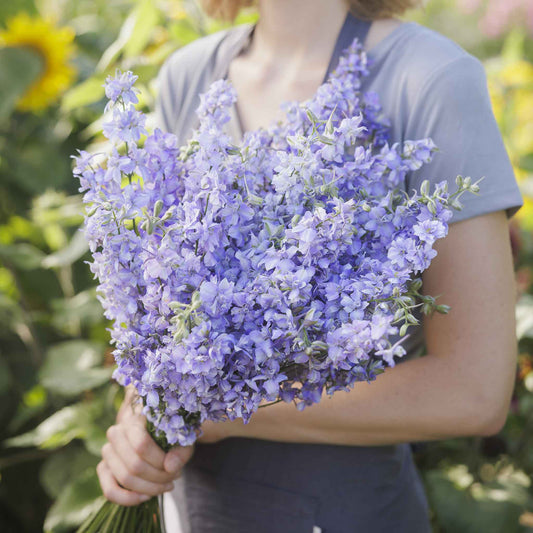 delphinium blue bell