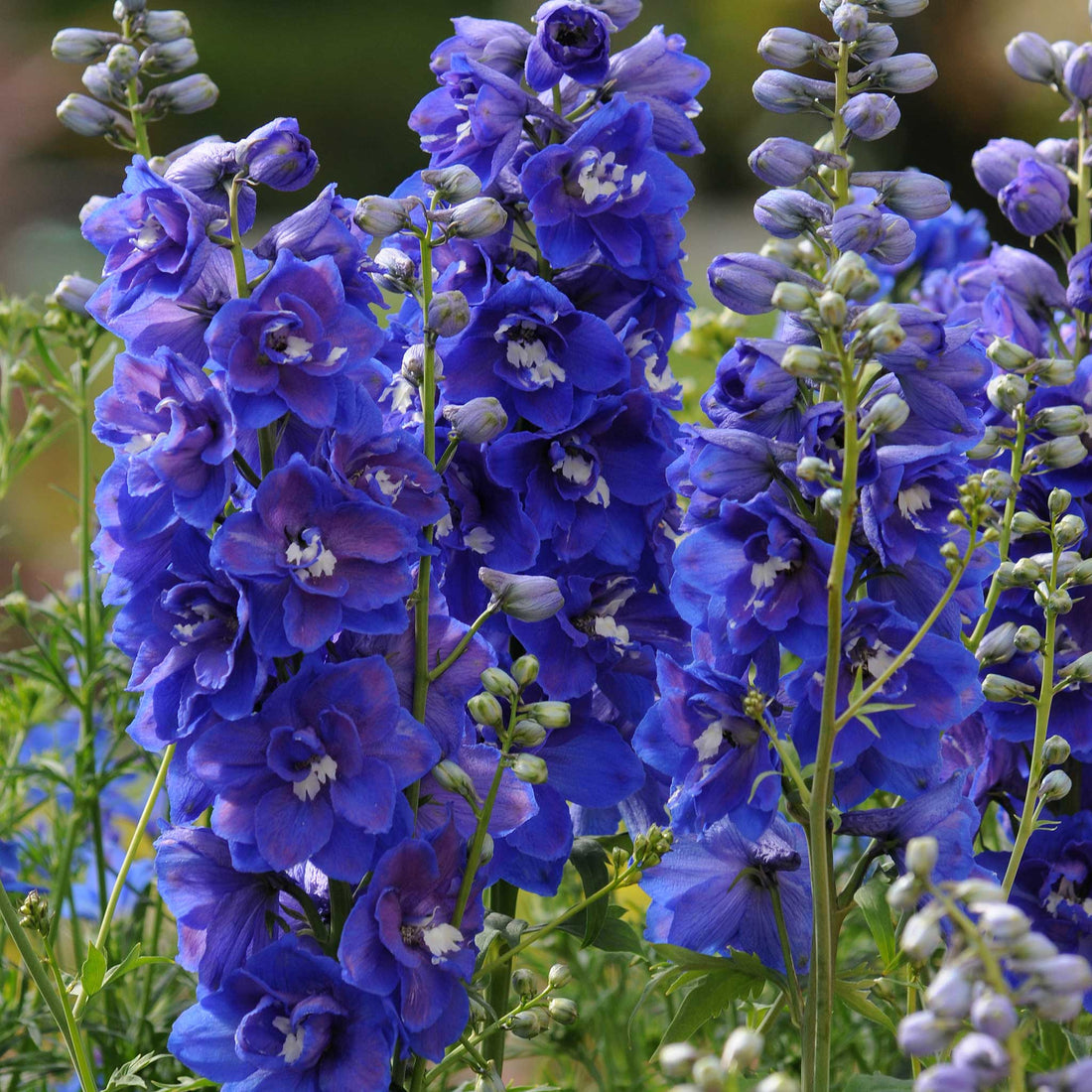 Delphinium Seeds - Dasante Blue | Flower Seeds in Packets & Bulk | Eden ...