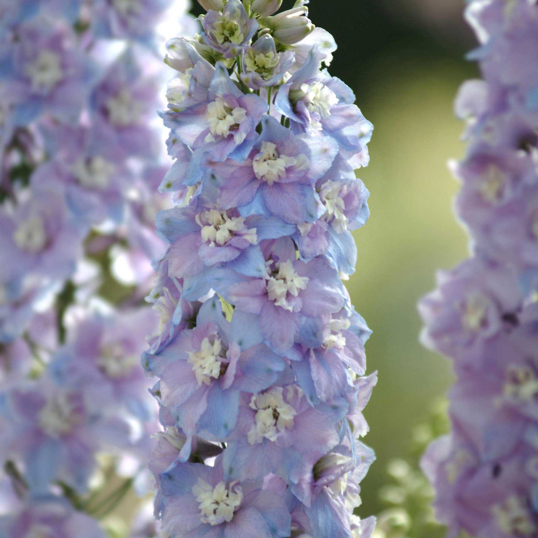 Delphinium Seeds - Guardian Lavender | Flower Seeds in Packets & Bulk ...