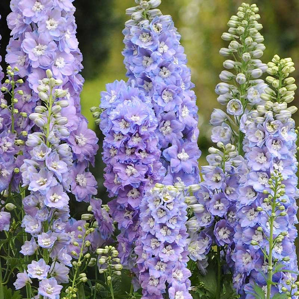 Delphinium Seeds - Guardian Lavender | Flower Seeds in Packets & Bulk ...