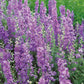 delphinium lilac spire