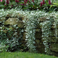 Dichondra Seeds - Silver Falls | Flower Seeds in Packets & Bulk | Eden ...