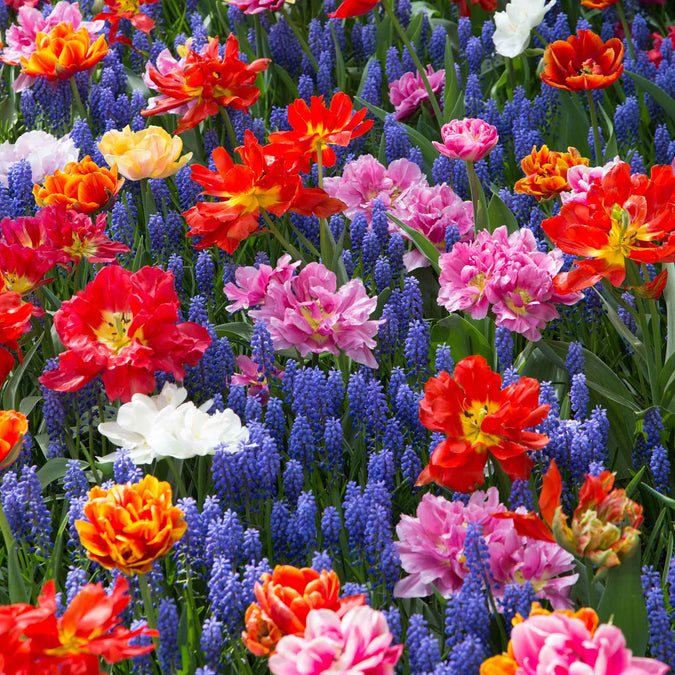 tulip muscari mix