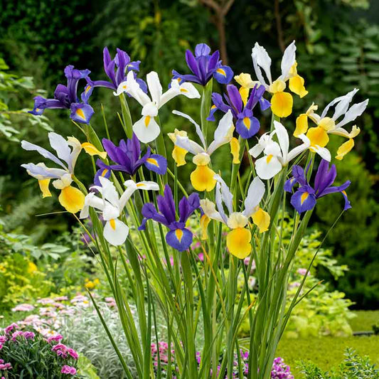 dutch iris hollandica mix | copyright: Floramedia UK Ltd