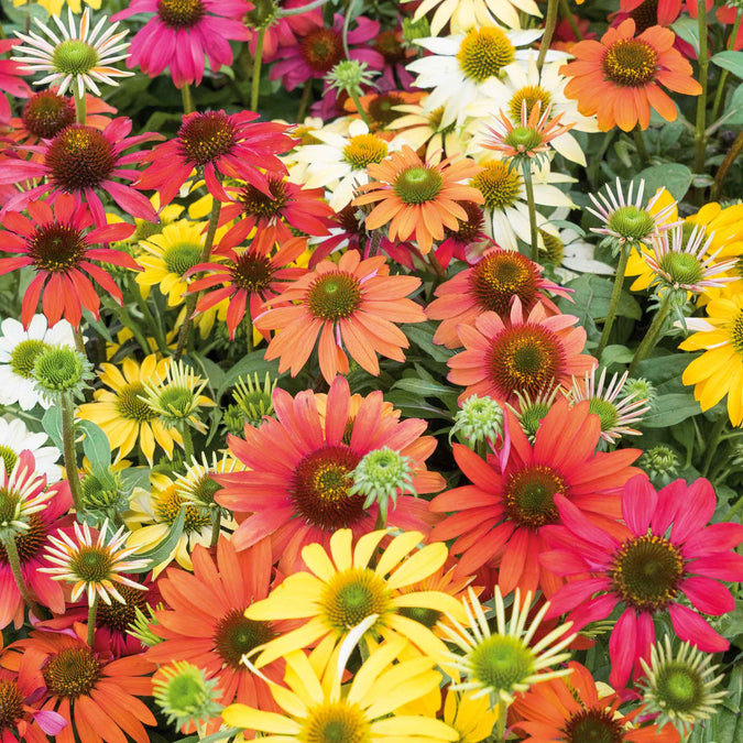 echinacea cheyenne spirit