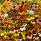 echinacea helenium butterfly attractor mix