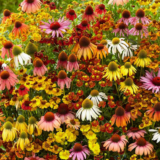 echinacea helenium butterfly attractor mix