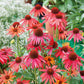 echinacea hot summer