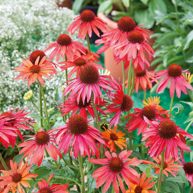 echinacea hot summer