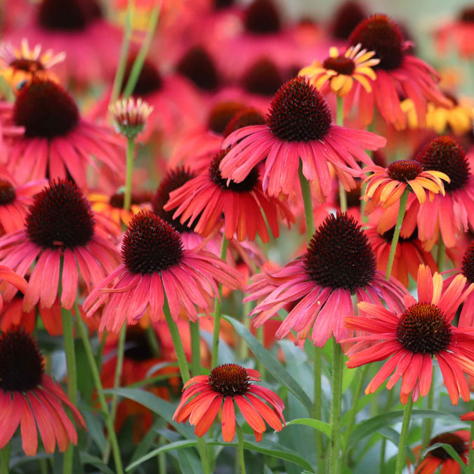 echinacea hot summer