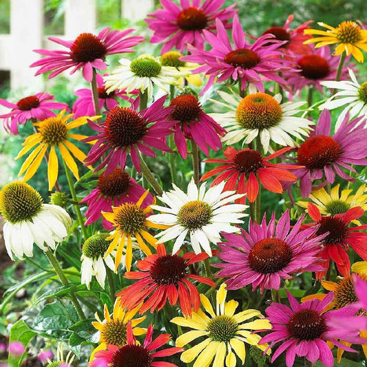 echinacea mix