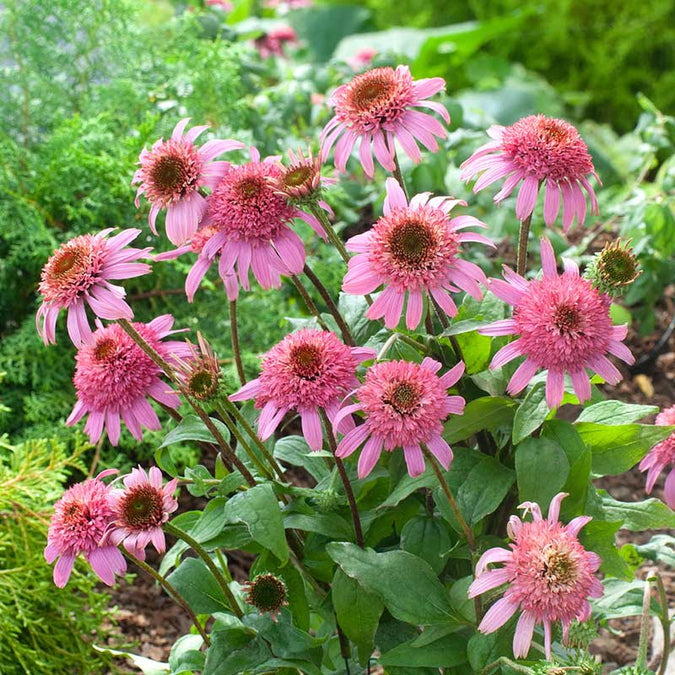 echinacea pink double delight | copyright: Floramedia UK Ltd