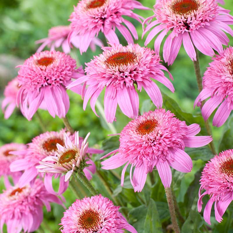 echinacea pink double delight | copyright: Floramedia UK Ltd