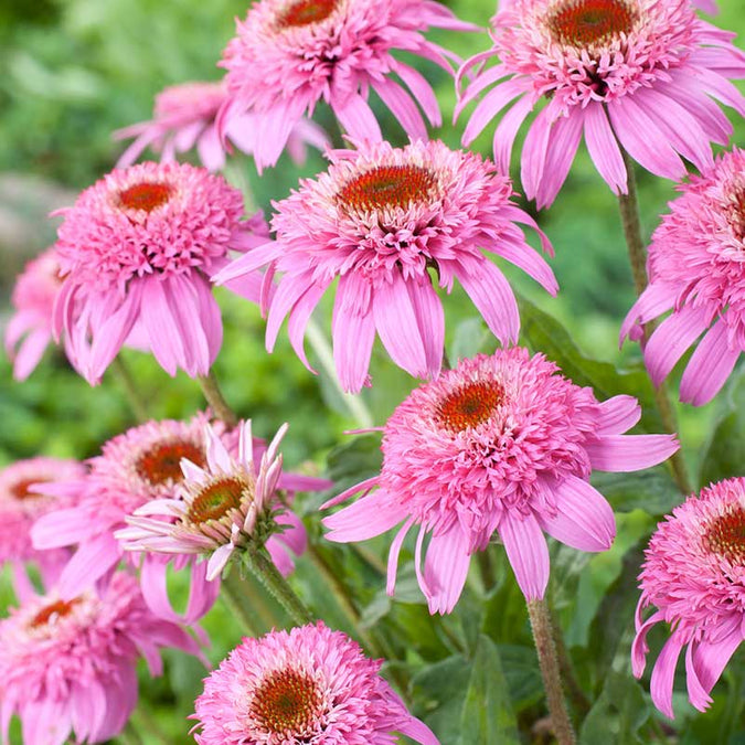 echinacea pink double delight | copyright: Floramedia UK Ltd