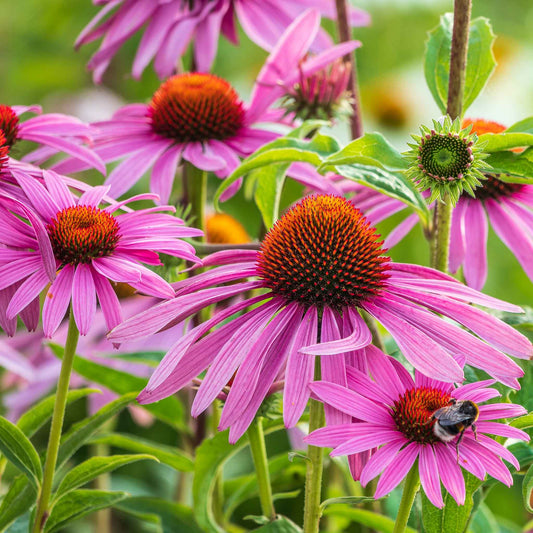 echinacea purple