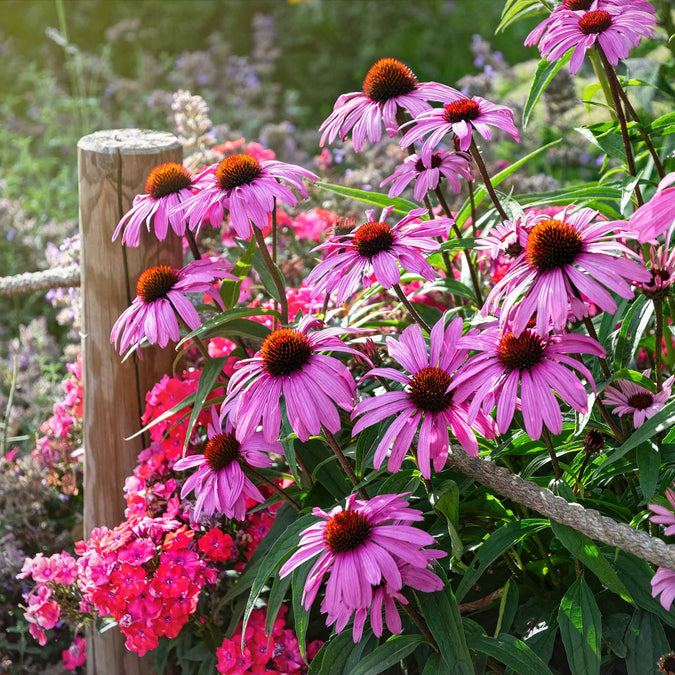 echinacea purple