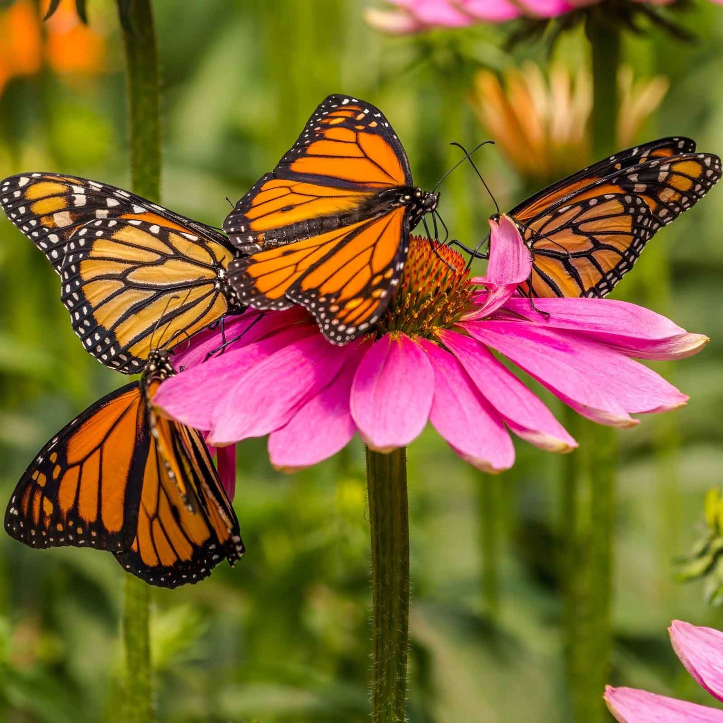 echinacea purple