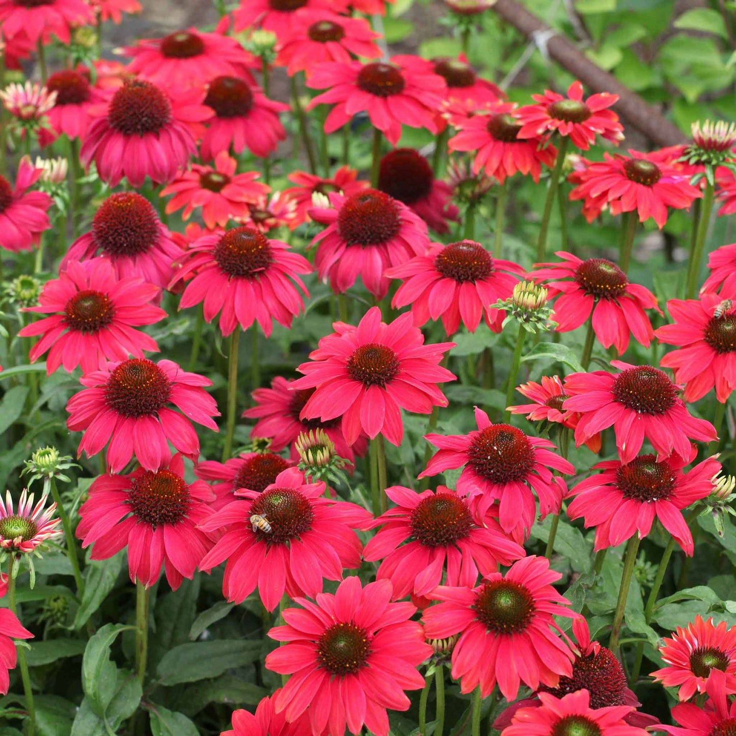 echinacea sombrer salsa red