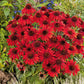 echinacea sombrer salsa red