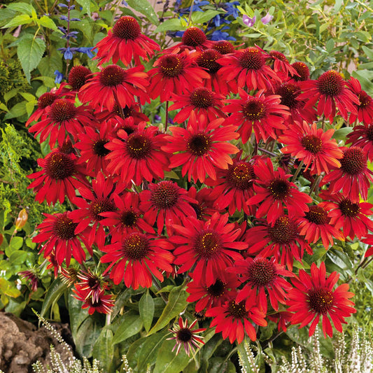 echinacea sombrer salsa red