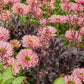 echinacea sunseekers salmon