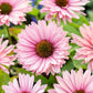 echinacea sunseekers salmon | copyright: Floramedia UK Ltd