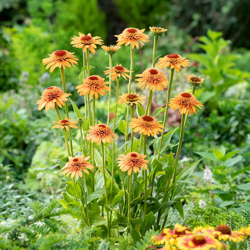 echinacea supreme cantaloupe