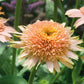 echinacea supreme cantaloupe | copyright: Floramedia UK Ltd