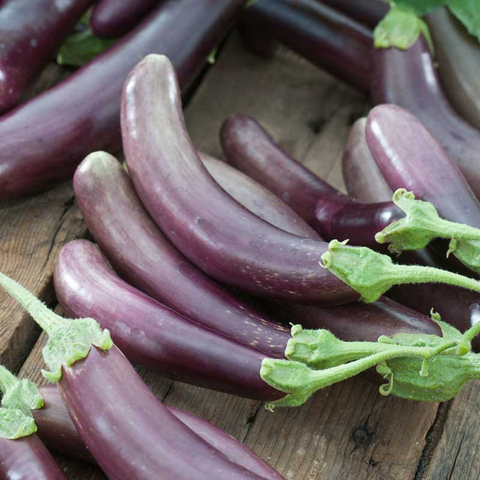 eggplant finger fruit purple | copyright: Floramedia UK Ltd