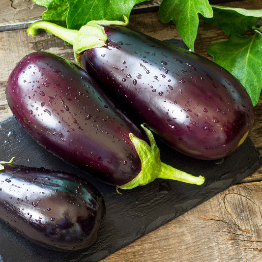 eggplant organic black beauty