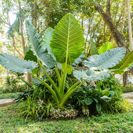 elephant ear upright jumbo