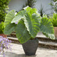 elephant ears jumbo