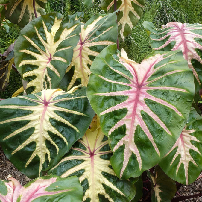 elephant ears royal hawaiian waikiki