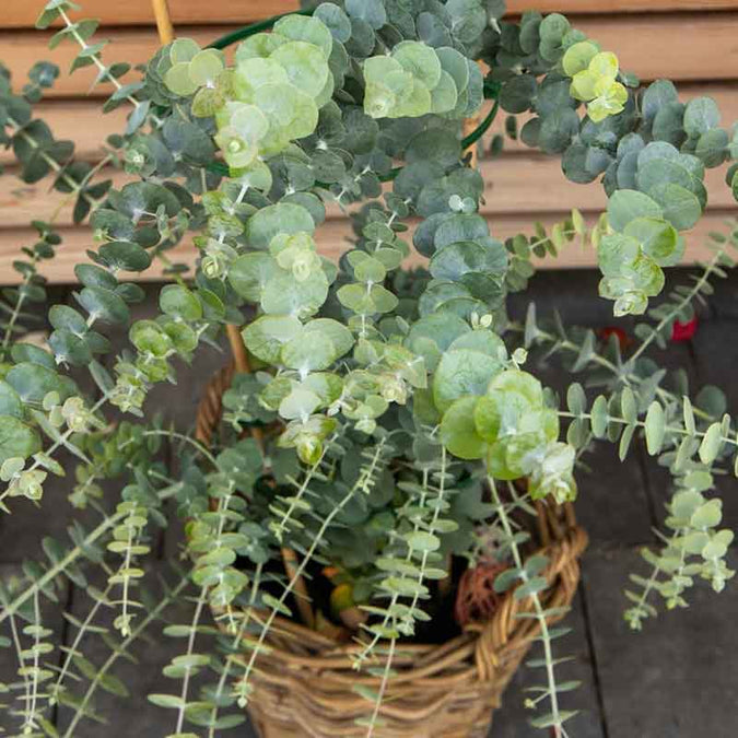 eucalyptus baby blue bouquet