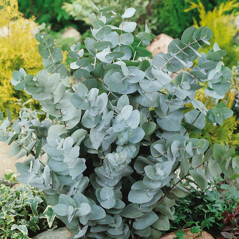 Eucalyptus Seeds - Silver Dollar | Flower Seeds in Packets & Bulk ...